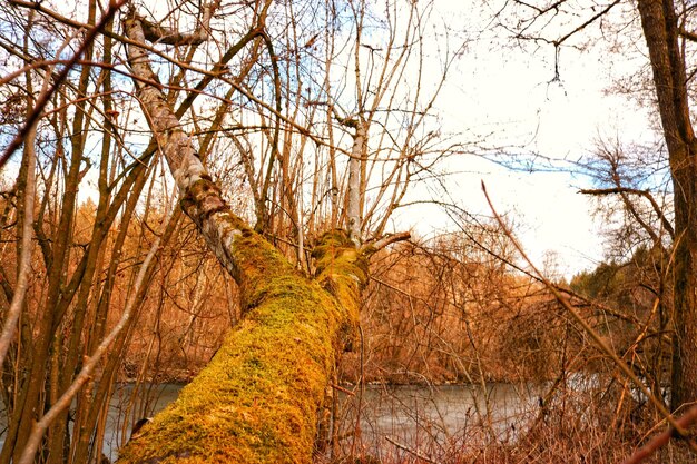 Bare trees in forest during autumn