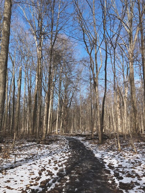 Bare trees in forest during winter