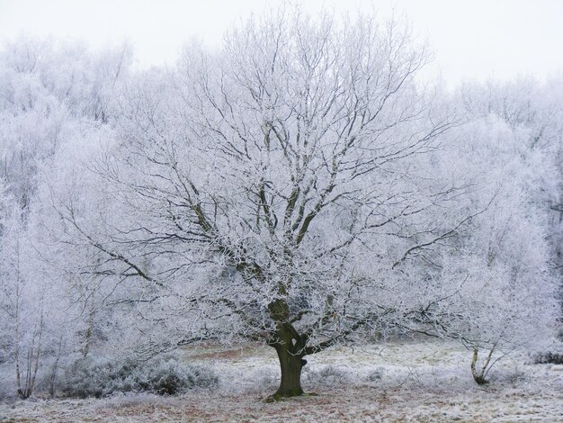 Photo bare trees in forest during winter