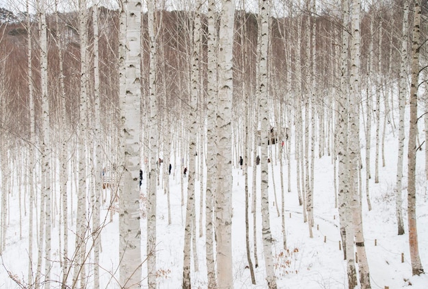 Photo bare trees at forest during winter