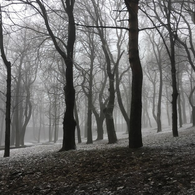 Photo bare trees in forest during winter