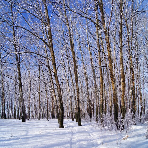 Foto alberi nudi nella foresta durante l'inverno