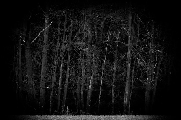 Photo bare trees in forest at night