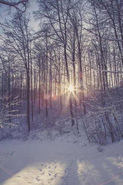 Bare trees in forest during winter