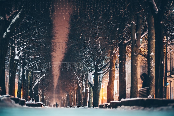 Фотография голые деревья в лесу зимой