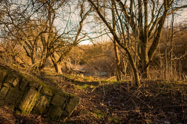 Foto alberi nudi nella foresta