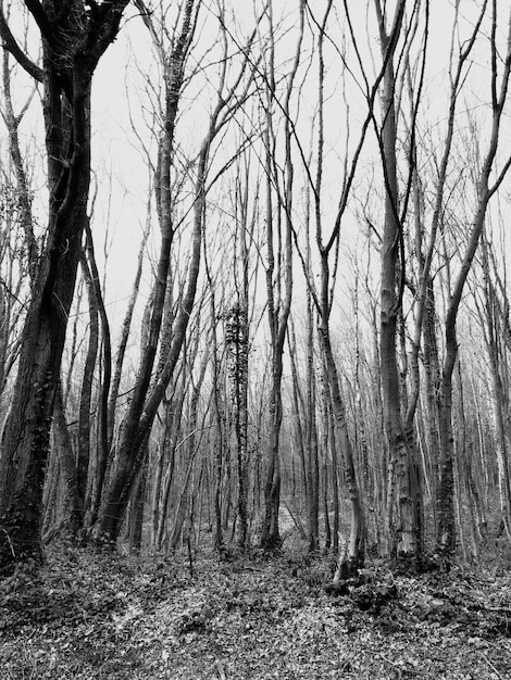 Photo bare trees in forest