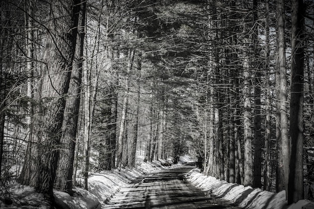 Foto alberi nudi nella foresta