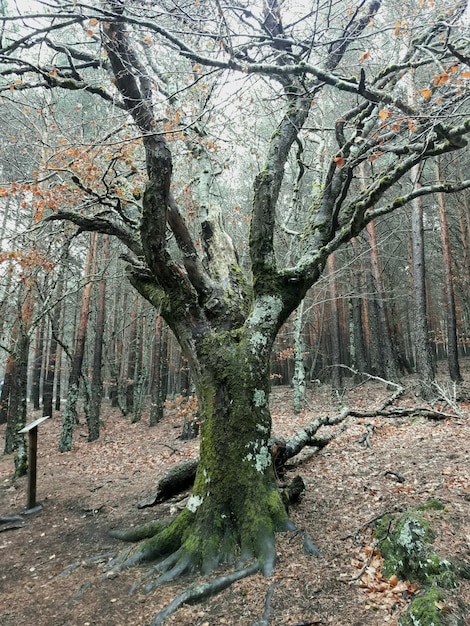 Foto alberi nudi nella foresta