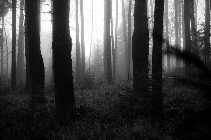 Photo bare trees in the forest
