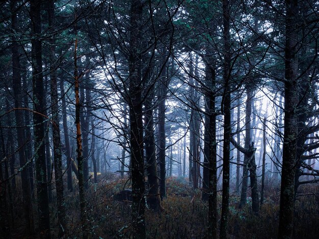 Photo bare trees in forest