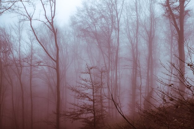 Photo bare trees in forest