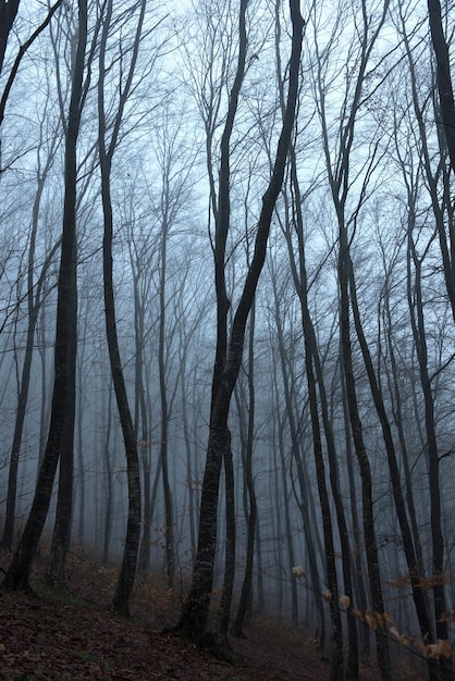 Photo bare trees in forest
