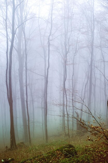 Photo bare trees in forest