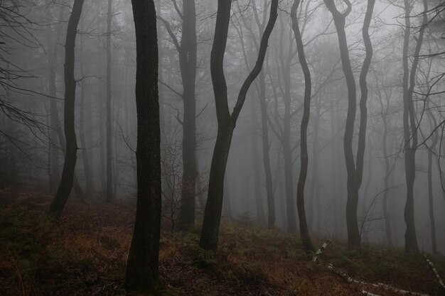 Photo bare trees in forest