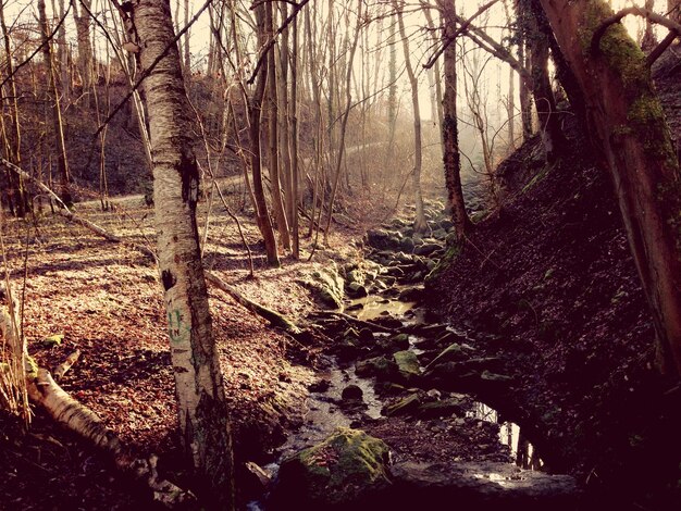 Photo bare trees in forest