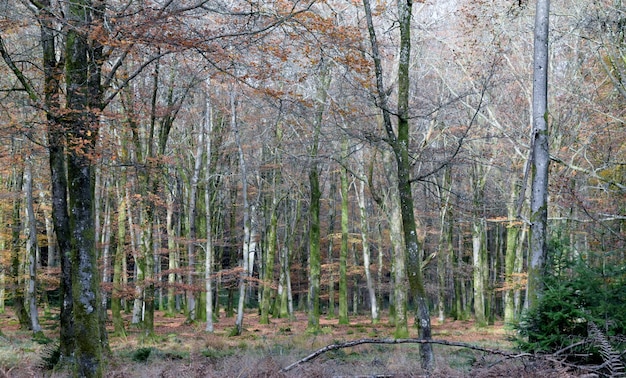 Photo bare trees in forest