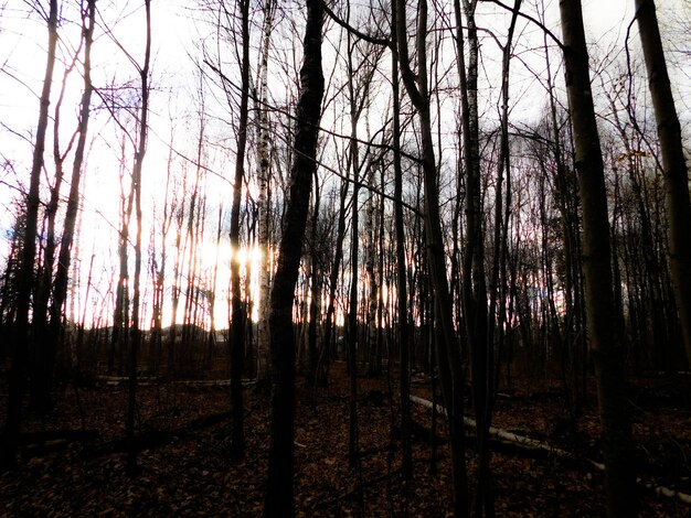 Photo bare trees in forest