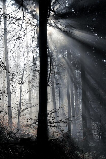 Foto alberi nudi nella foresta