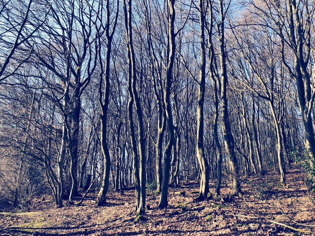 Bare trees in forest