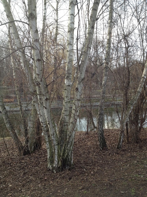 Foto alberi nudi nella foresta