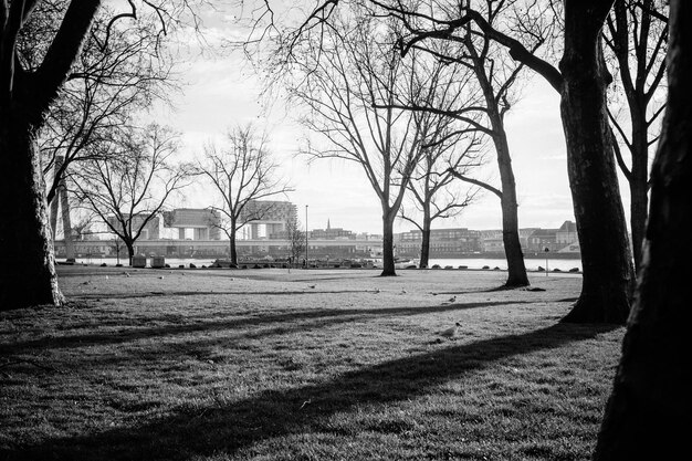 Bare trees on grassy field