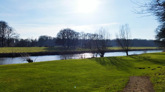 Bare trees on grassy field