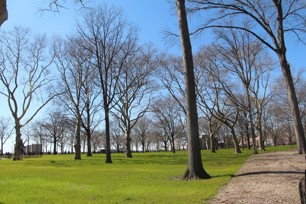 Bare trees on grassy field