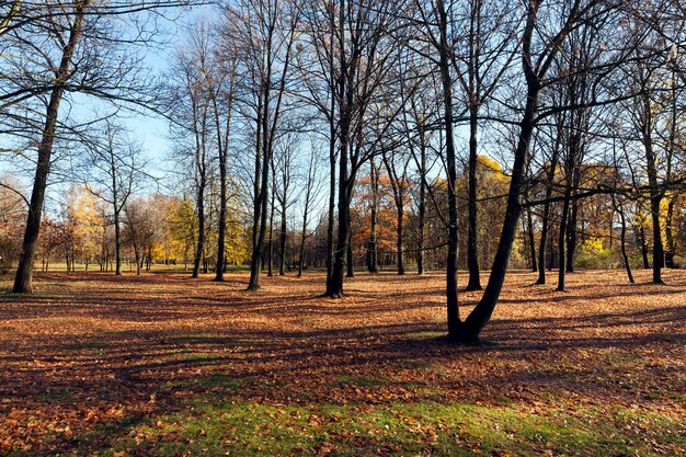 秋の終わりに秋の公園で育つ裸の木、曇った霧の道、裸の落葉樹、キャンプ