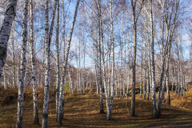 写真 空に照らされた森の裸の木