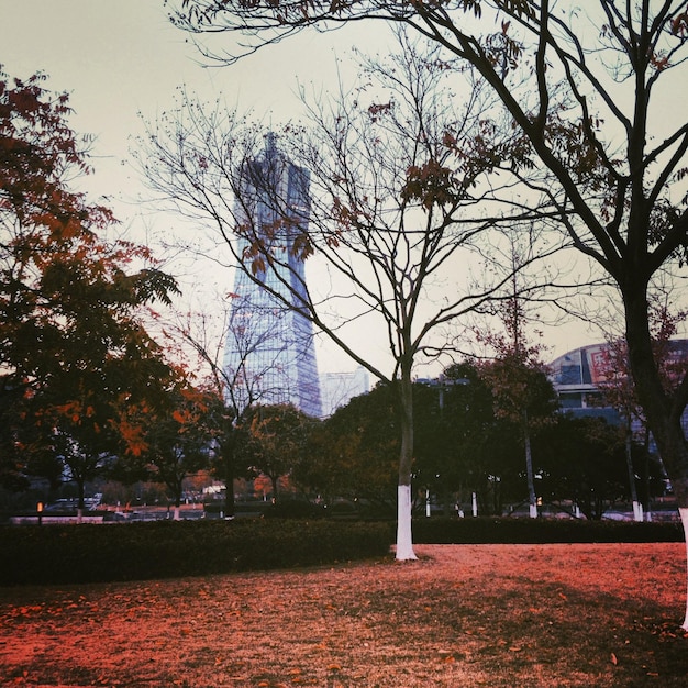 Фото Голые деревья в парке