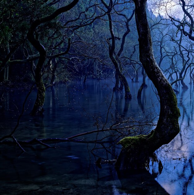 Photo bare trees in lake against sky