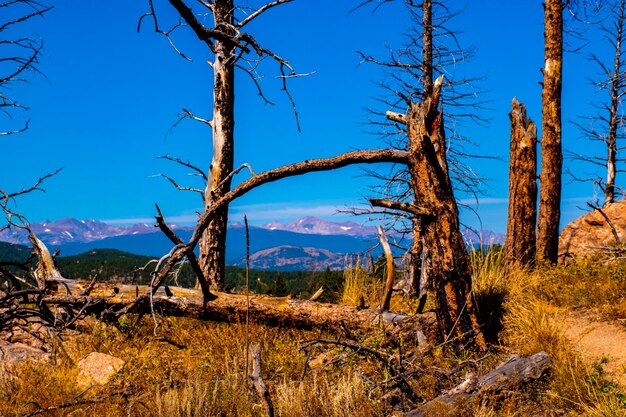 Photo bare trees on landscape against blue sky