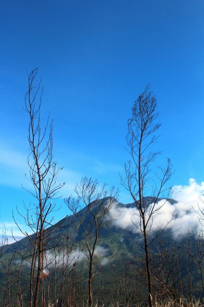 Bare trees on landscape against blue sky