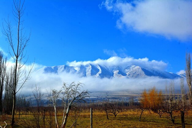 Bare trees on landscape against blue sky