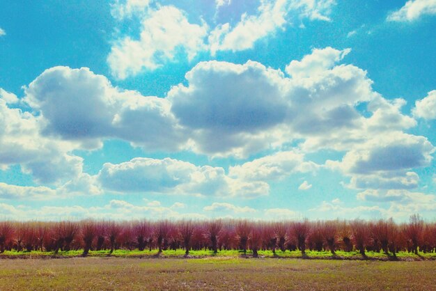 Photo bare trees on landscape against cloudy sky