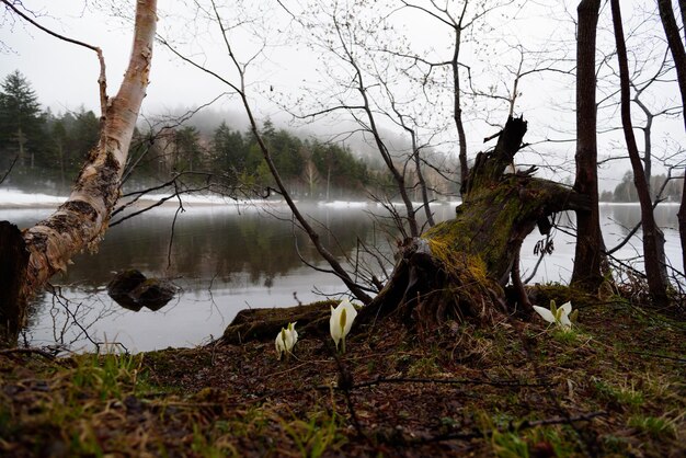 Foto alberi nudi sul paesaggio contro il cielo durante l'inverno