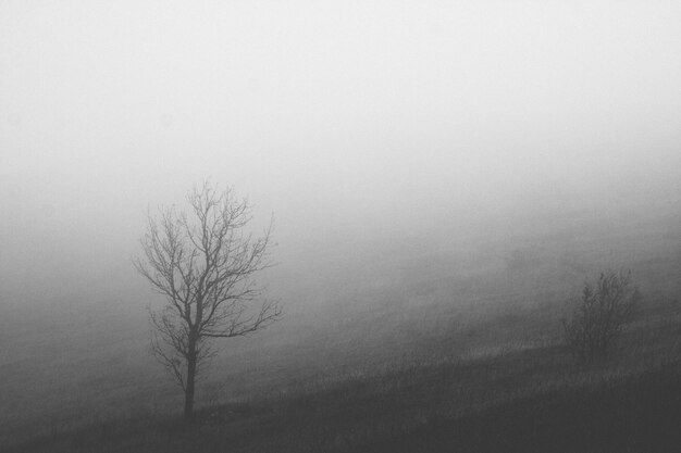 Photo bare trees on landscape against sky