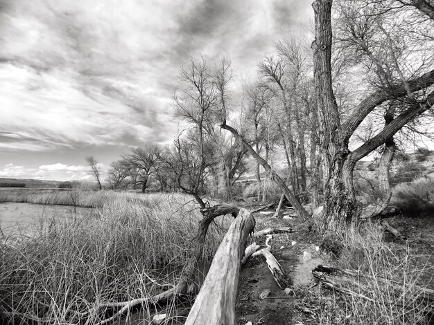 Photo bare trees on landscape against sky