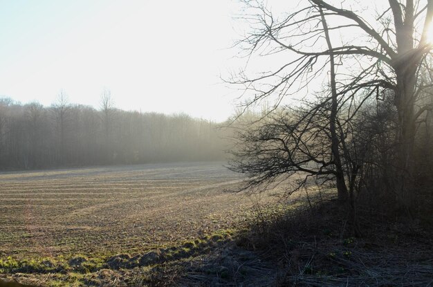 Bare trees on landscape against sky