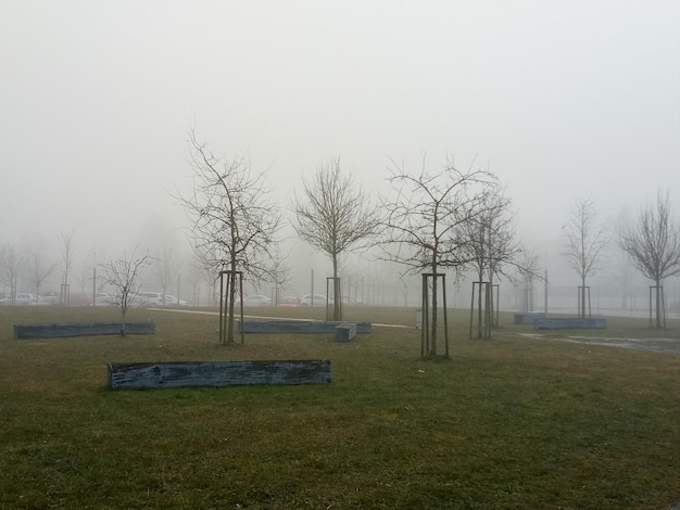 Photo bare trees on landscape against sky