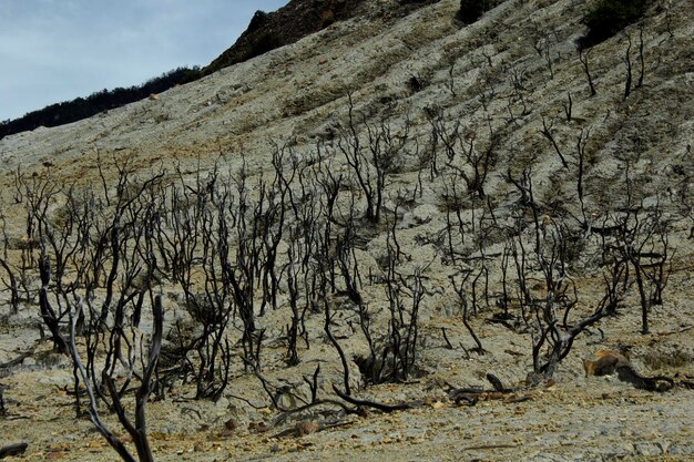 Foto alberi nudi sul paesaggio contro il cielo