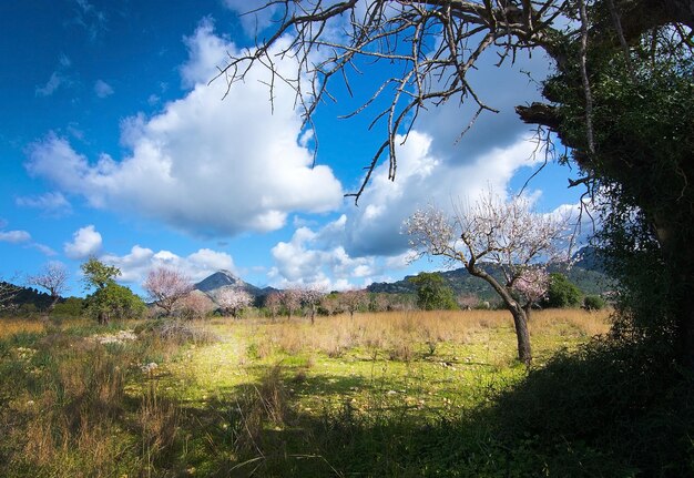 Bare trees on landscape against sky