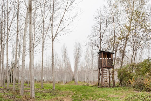 Photo bare trees on landscape against sky