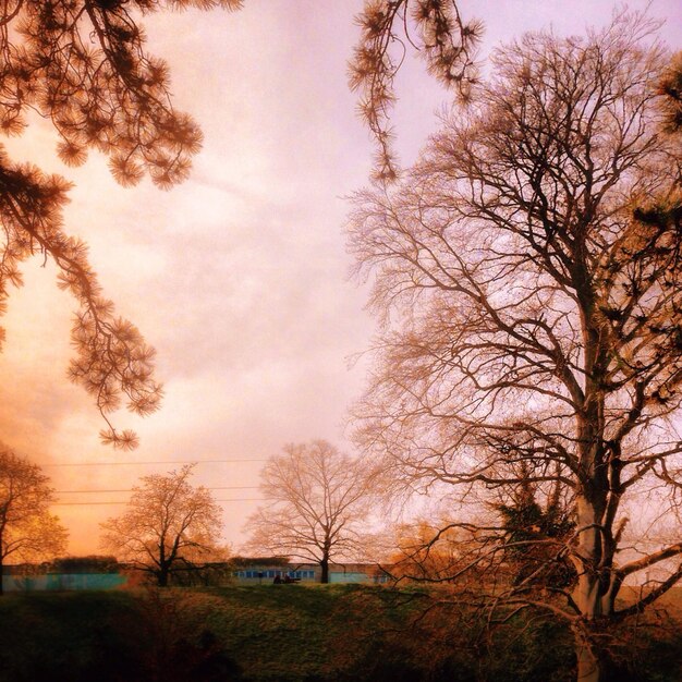 Photo bare trees on landscape at sunset