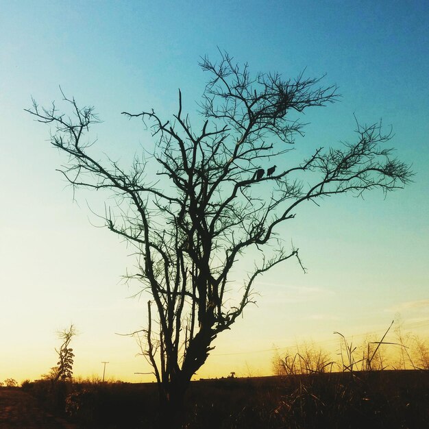 Foto alberi nudi sul paesaggio al tramonto