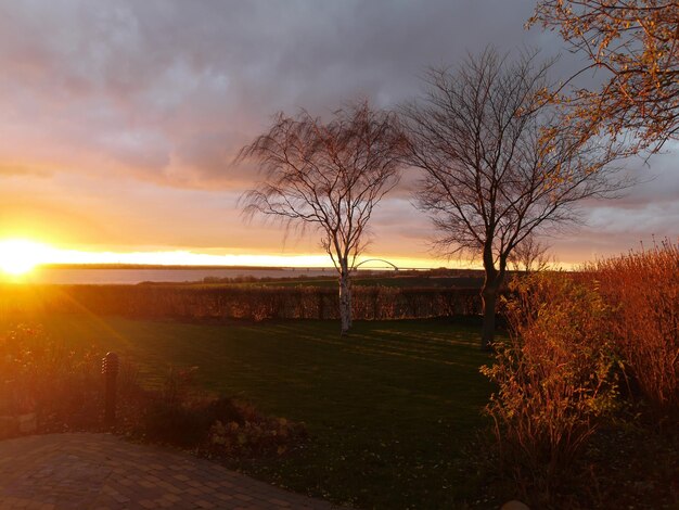 Photo bare trees on landscape at sunset