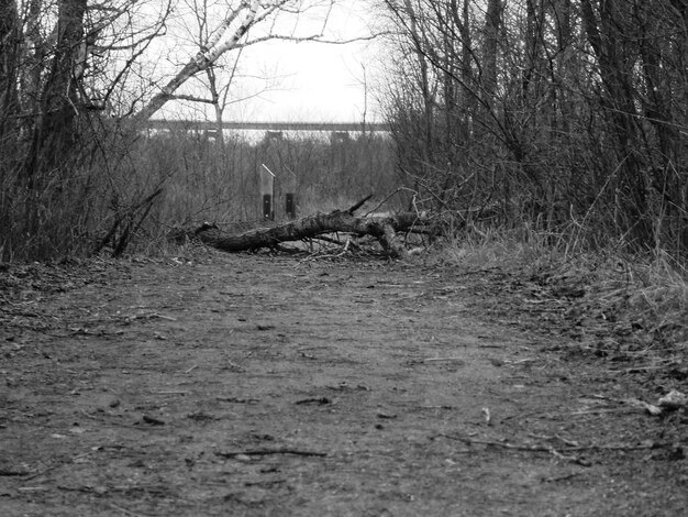 Photo bare trees on landscape