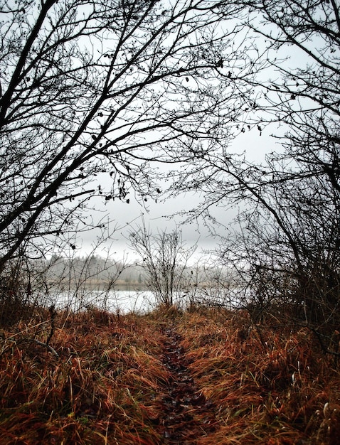 Bare trees on landscape