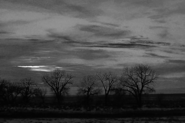 Photo bare trees on landscape